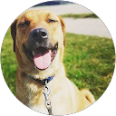 Arian Gluhic profile picture